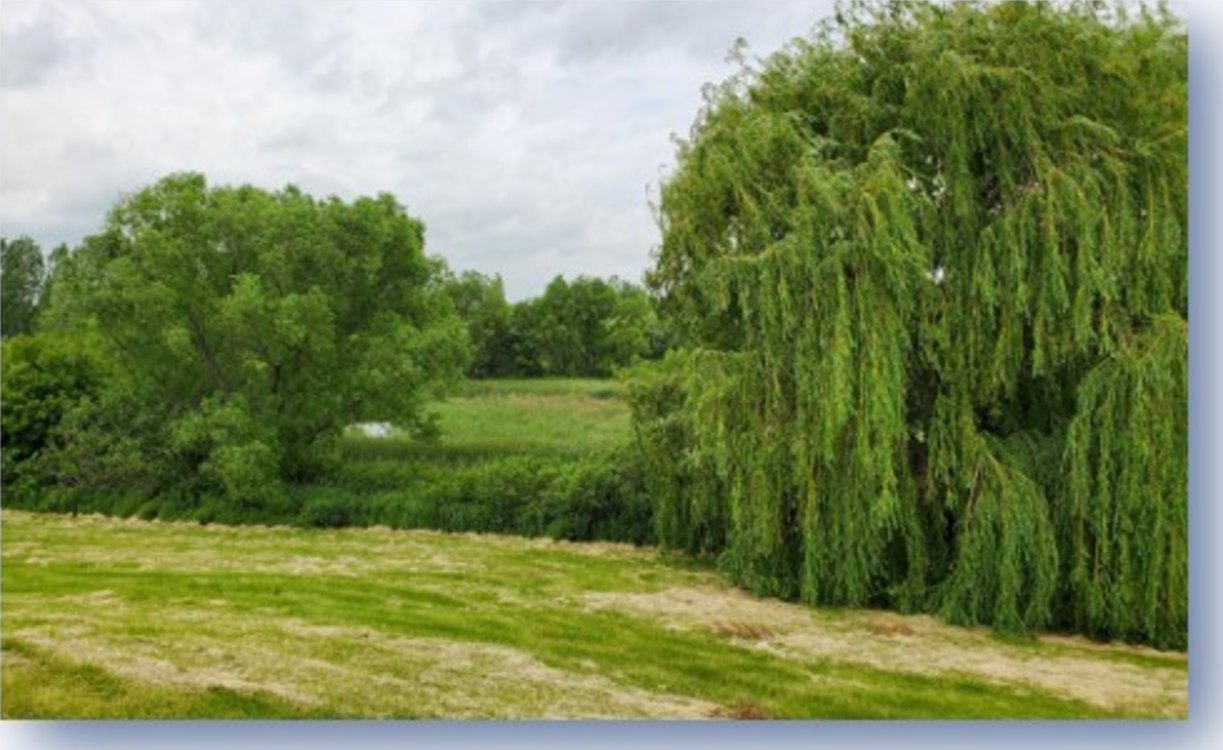 Willows over the pond behind the lodge